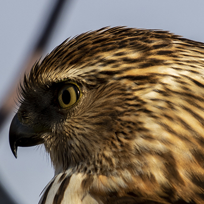 Coopers Hawk Photography