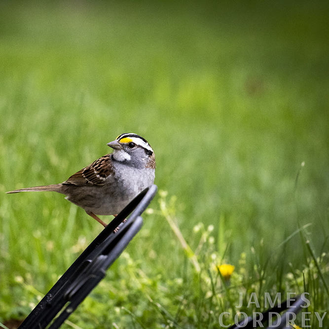 White Throated Sparrow on Wire Garden Retainer