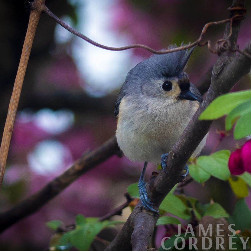 Tufted Titmouse on Branch
